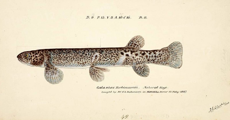 Galaxias brevipinnis, also called climbing galaxias, a freshwater fish of the genus Galaxias, fish, reproduction of an original, by Frank Edward Clarke (b. 1849, d. 1899), ichthyologist and scientific draughtsman