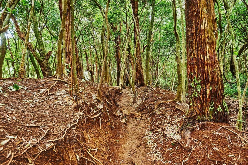 Landscape of Rainforest at the Lulumahu trail to the Lulumahu falls, Honolulu Watershed Forest Reserve, Hawaiian Island Oahu, O?ahu, Hawaii, Aloha State, United States