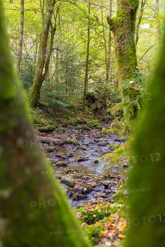 A stream flows through a densely overgrown, mossy forest, Monbachtal, Bad Liebenzell, district of Calw, Black Forest, Germany