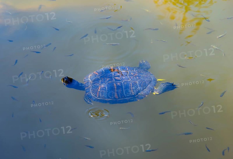 Turtle swimming in calm water with small fish, turtles, Caspian turtle (Mauremys caspica), turtle lake Mavrobara, Chalkidiki, Halkidiki, Central Macedonia, Greece