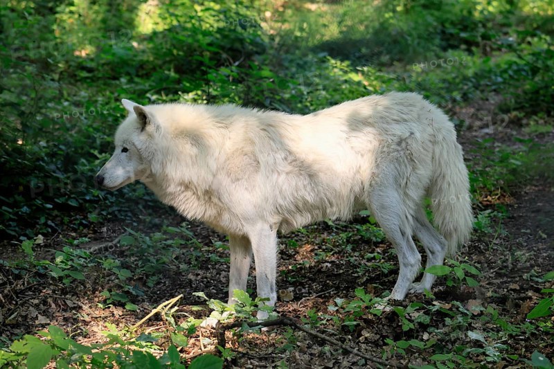 Arctic wolf (Canis lupus arctos), white wolf, Arctic wolf, adult, in summer, captive, Canada, North America