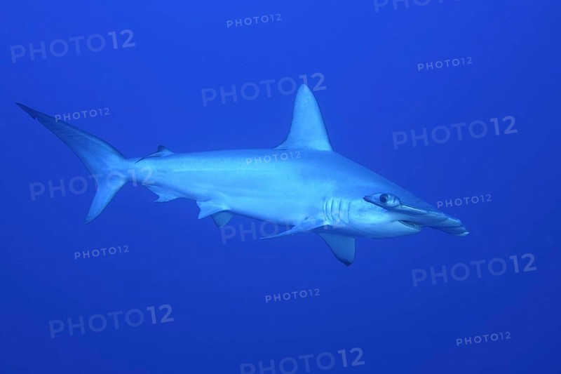 Scalloped hammerhead shark (Sphyrna lewini)