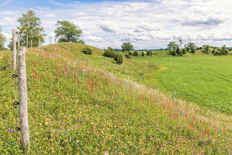 Esker with flowering wildflowers and marking flags for feather grass (Stipa pennata) in a nature reserv in a rural landscape, Nolgården Näs Nature reserv, Falköping, Sweden