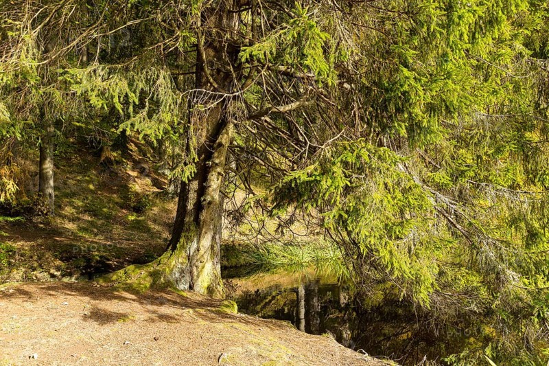 Old conifer on the bank of the rafting pond near Muldenhammer, Vogtland, Saxony, Germany