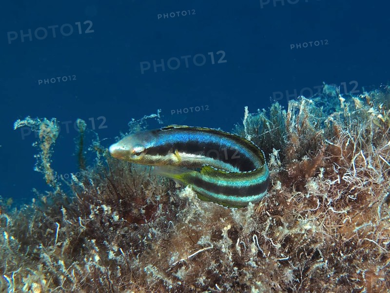 Dussumier's sabretooth blenny (Aspidontus dussumieri), female, dive site House Reef, Mangrove Bay, El Quesir, Red Sea, Egypt