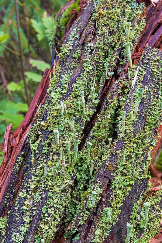Trumpet cup lichen (Cladonia fimbriata) growing on a rotten tree stump in a forest