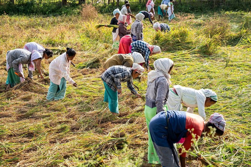 Group of women harvesting rice paddy, in a rice agricultural field, in Bokakhat, India, on 1 December 2024. Sali rice is the most important rice crop in Assam, grown during the monsoon season and harvested in winter. Sali rice forms the backbone of Assam's agricultural economy.