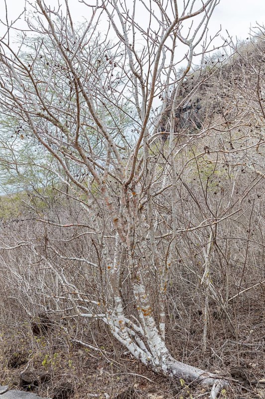 Ipomoea arborescens (Ipomoea), San Cristobal, Galapagos, Ecuador