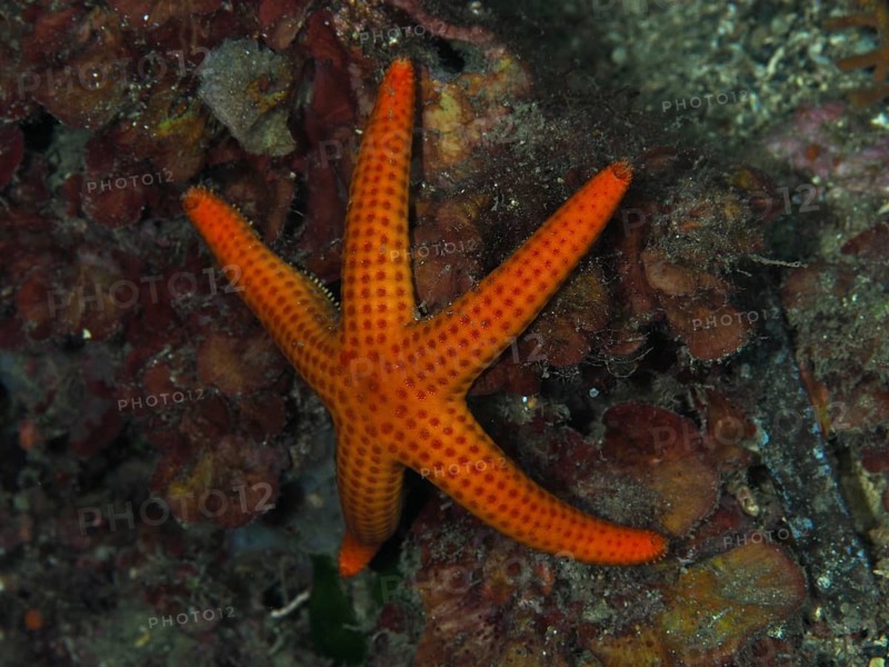 Orange-coloured starfish (Hacelia attenuata) on the seabed in a diverse underwater landscape, Les Grottes dive site, Giens peninsula, Provence Alpes Côte d'Azur, France