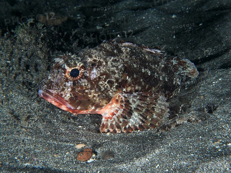 Camouflaged Black scorpionfish (Scorpaena porcus) on sandy seabed, Playa dive site, Los Cristianos, Tenerife, Canary Islands, Spain