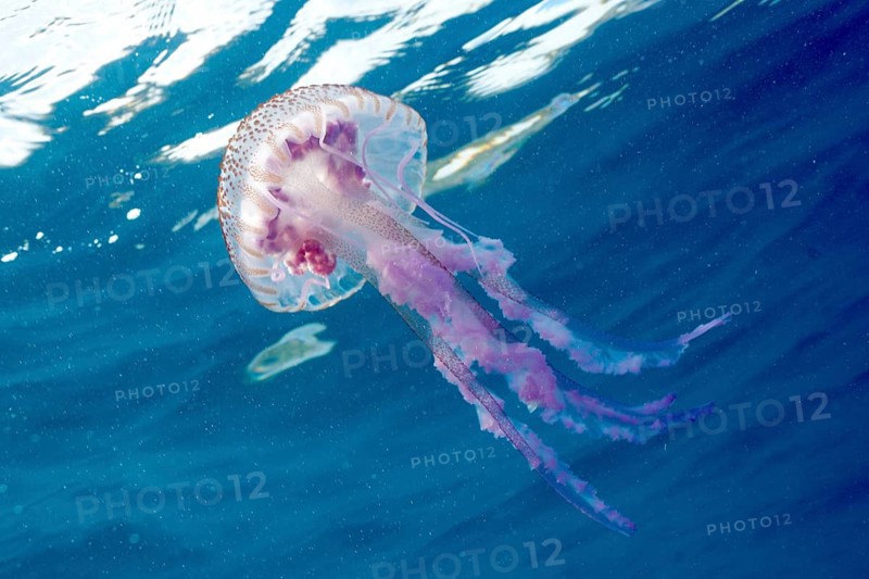 Mauve stinger (Pelagia noctiluca) with long tentacles drifting in the blue ocean water under sunlight. Dive site Marine reserve Cap de Creus, Rosas, Costa Brava, Spain, Mediterranean Sea