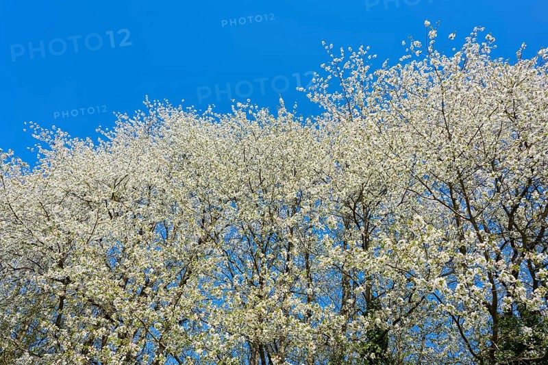 Dense blossom sky above the treetops under a clear blue sky, cherry tree, Seckmauern, Lützelbach, Odenwald, Hesse, Germany