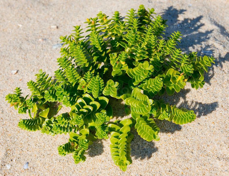 Green plants grow in the light-coloured sand, illuminated by sunlight, sea holly or beach portulaca (Honckenya peploides), Montedor, Viana do Castelo, Portugal