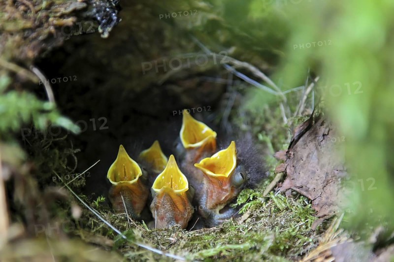 European Robin (Erithacus rubecula) begging chicks in nest, Hesse, Germany