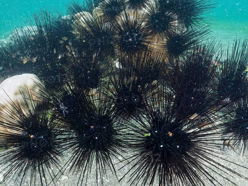 Arbacia lixula with long spines, Diadem sea urchin (Diadema setosum), in the sea, dive site Secret Bay, Gilimanuk, Bali, Indonesia