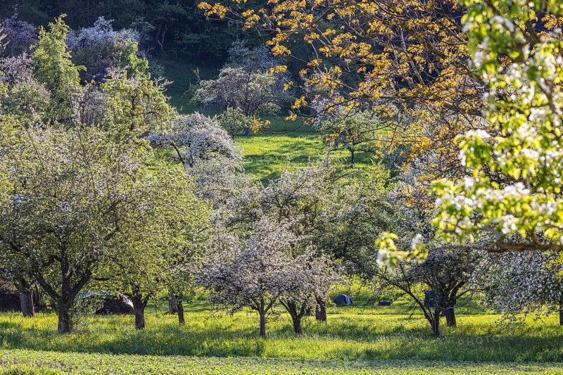 Blossoming fruit trees on the Albtrauf of the Swabian Alb. Erkenbrechtsweiler, Baden-Württemberg, Germany