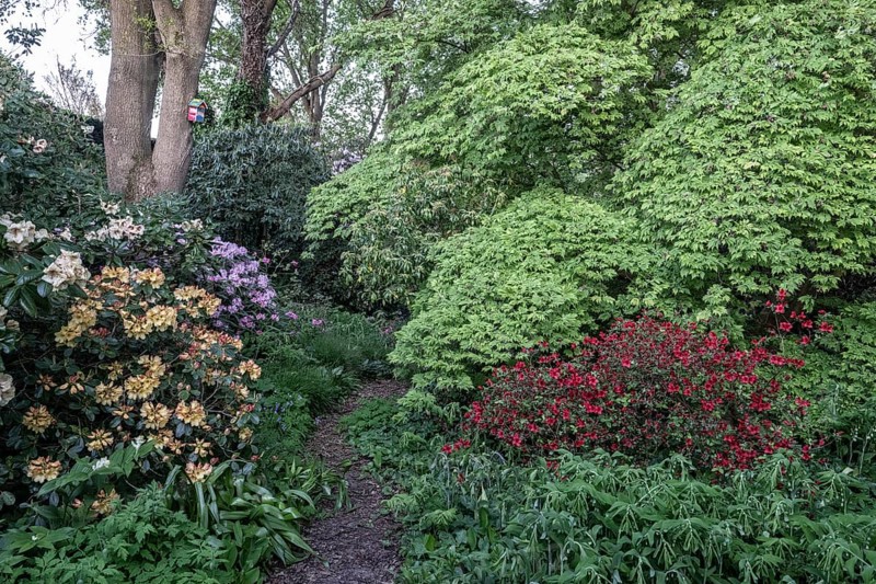 Garden with rhododendron (Rhododendron), Japanese maple (Acer japonicum Aconitifolium) and Solomon's seal (Polygonatum multiflorum), Emsland, Lower Saxony, Germany