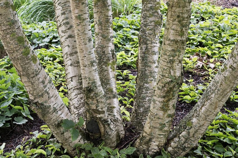 Transcaucasian birch (Betula medwediewii), trunk, Lower Saxony, Germany