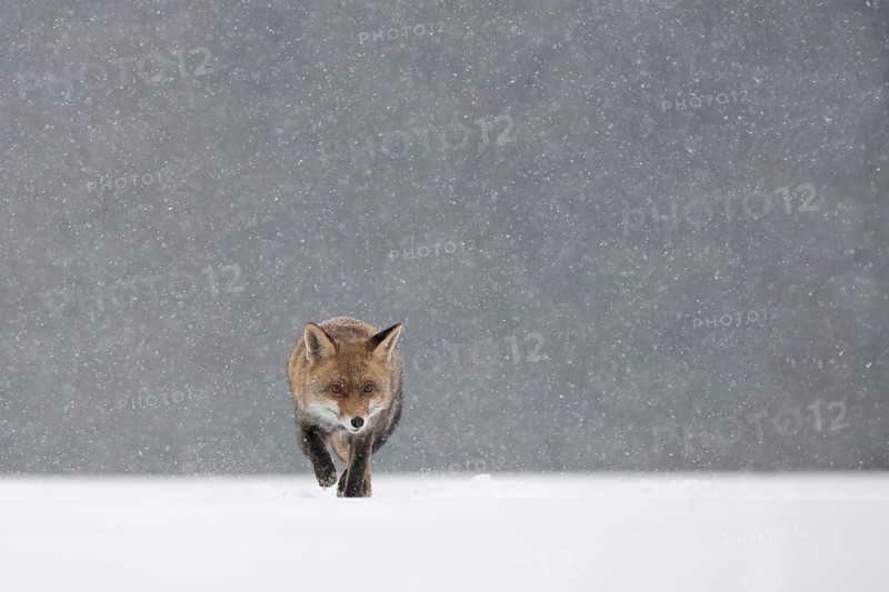 Red fox in the snow, Steinborn, Rhineland-Palatinate, Germany