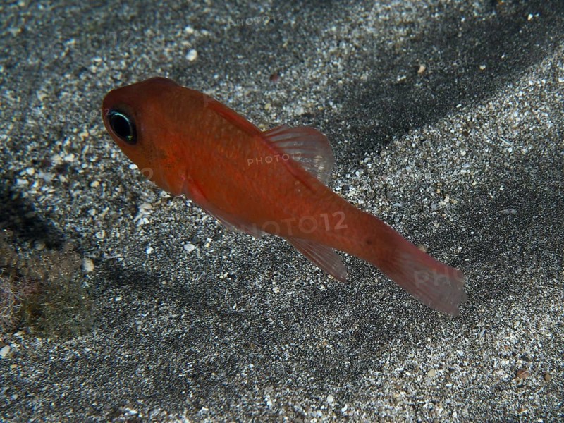 A red mullet king (Apogon imberbis) swimming close to the sandy bottom of the sea, dive site Playa, Los Cristianos, Tenerife, Canary Islands, Spain
