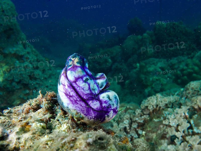 Mystical purple-black golden sea squirt (Polycarpa aurata) on an underwater rock, Spice Reef dive site, Penyapangan, Bali, Indonesia
