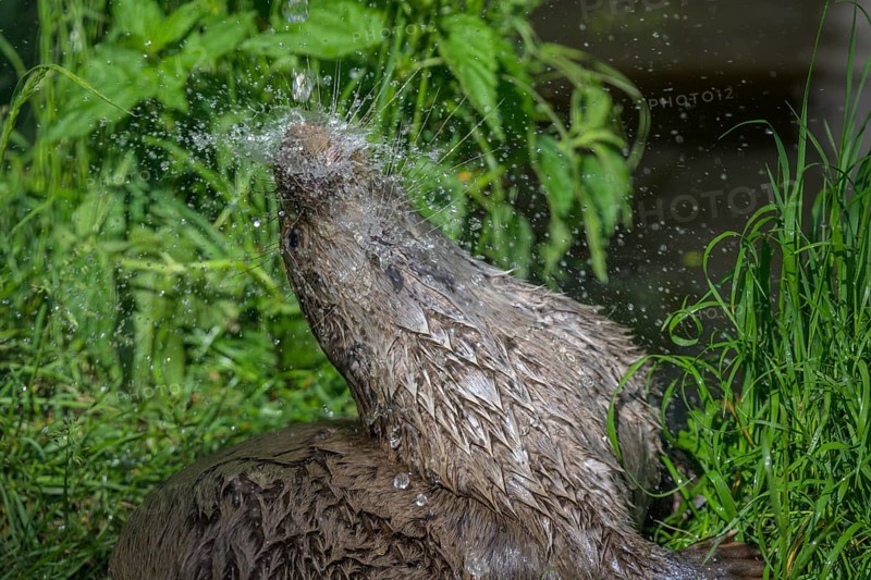 Young otter enjoying a shower, UnterWasserReich, Schrems, Lower Austria, Austria