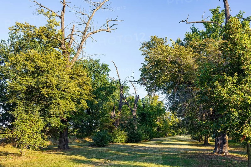 Old lime tree avenue (Tilia) in Eythra, natural monument on Lake Zwenkau, Leipziger Neuseenland, Saxony, Germany