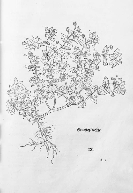 Lysimachia foemina (Anagallis foemina), woodcut by Leonhart Fuchs, from New Kreüterbuch, neues Kräuterbuch, Michael Isingrin, Basel, Switzerland, 1543