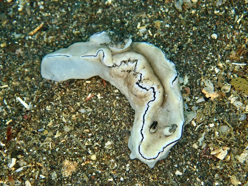 Grey nudibranch with dark lines, black-edged glossodoris (Doriprismatica atromarginata), on sandy bottom, dive site USAT Liberty, Tulamben, Bali, Indonesia