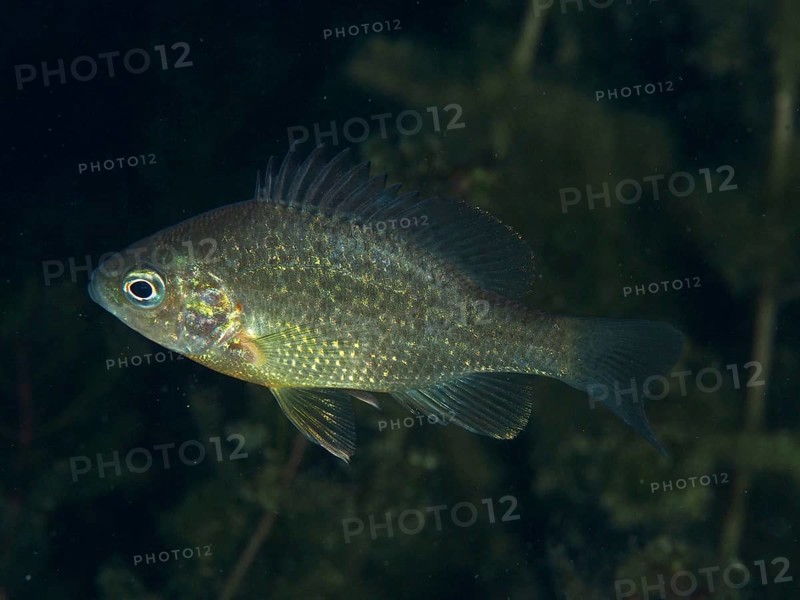 A shiny pumpkinseed sunfish (Lepomis gibbosus) swimming through aquatic plants at night, dive site Riff Williams, Herrliberg, Lake Zurich, Canton Zurich, Switzerland