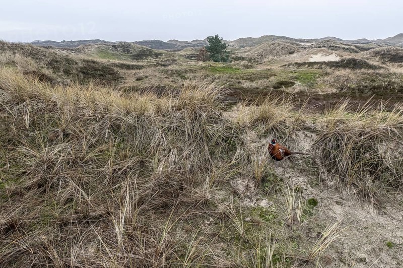 Dune landscape, Amrum, Schleswig-Holstein, Germany