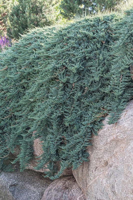 Creeping juniper (Juniperus horizontalis 'Blue Chip')