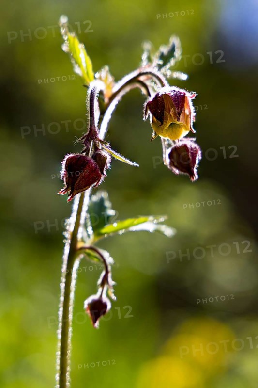 Brooklime (Geum rivale), Bischofswiesen, Berchtesgadener Land, Bavaria, Germany