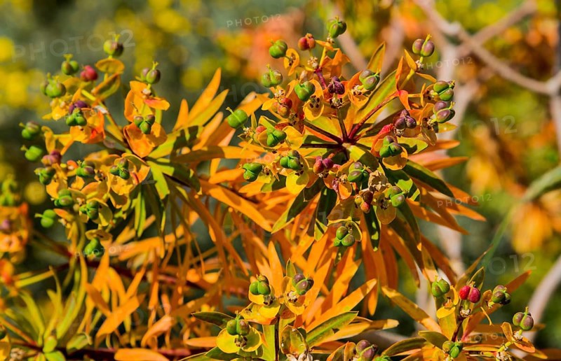 Autumn plants with bright orange and green leaves in a natural environment, tree spurge (Euphorbia dendroides), Itylo, Anatoliki Mani, Mani, Laconia, Peloponnese, Greece