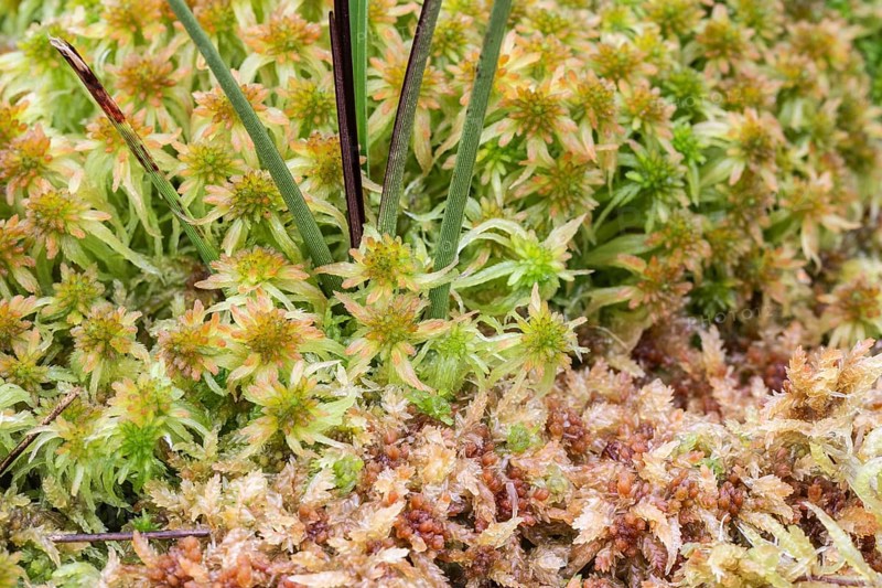 Marsh peat moss (Sphagnum palustre), Province of Drenthe, Netherlands