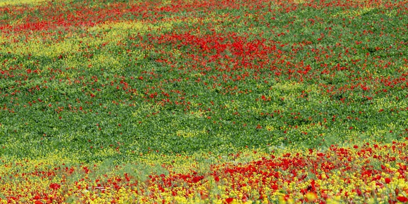 Poppy meadow (Papaveraceae) and flowering yellow broom (Genista tinctoria), landscape around San Quirico d'Orcia, Val d'Orcia, Orcia Valley, UNESCO World Heritage Site, Province of Siena, Tuscany, Italy