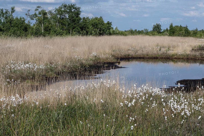 Common cottongrass (Eriophorum angustifolium) in the moor, Emsland, Lower Saxony, Germany