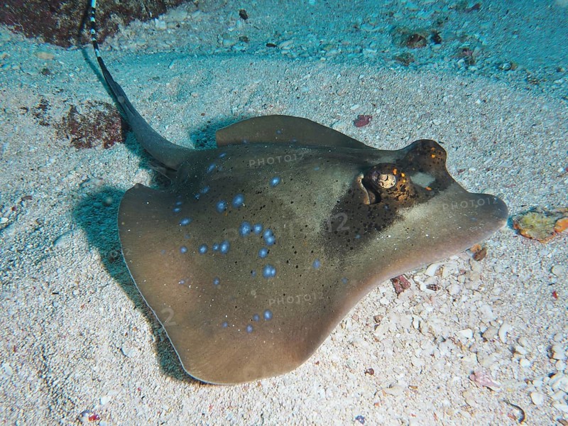 Blue spotted stingray, blue spotted stingray (Neotrygon kuhlii), lying on the sandy seabed, dive site SD, Nusa Ceningan, Nusa Penida, Bali, Indonesia