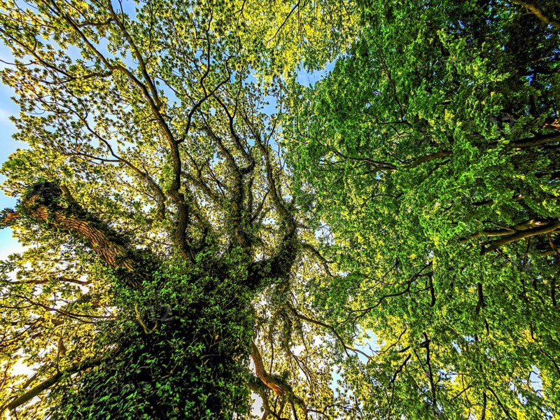 View upwards into the treetops, forest of leaves, branches, tree trunk, spring, blue sky, bright sunshine, backlight shot, landscape Schwansen, municipality Langholz, Waabs, Schleswig-Holstein, Germany