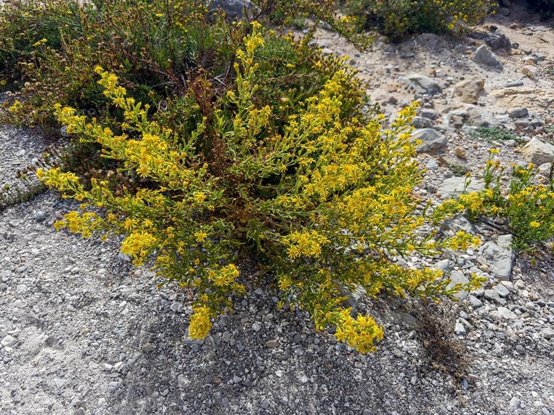 Sticky elecampane, Dittrichia viscosa (Dittrichia viscosa)