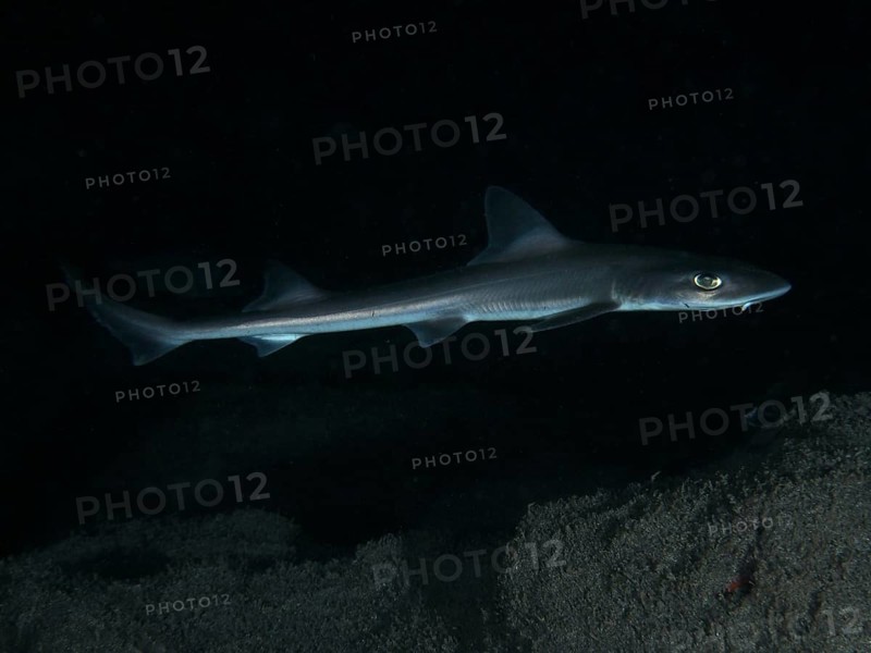 An elegant Common smooth-hound (Mustelus mustelus) swims in the dark, deep sea, dive site Playa, Los Cristianos, Tenerife, Canary Islands, Spain