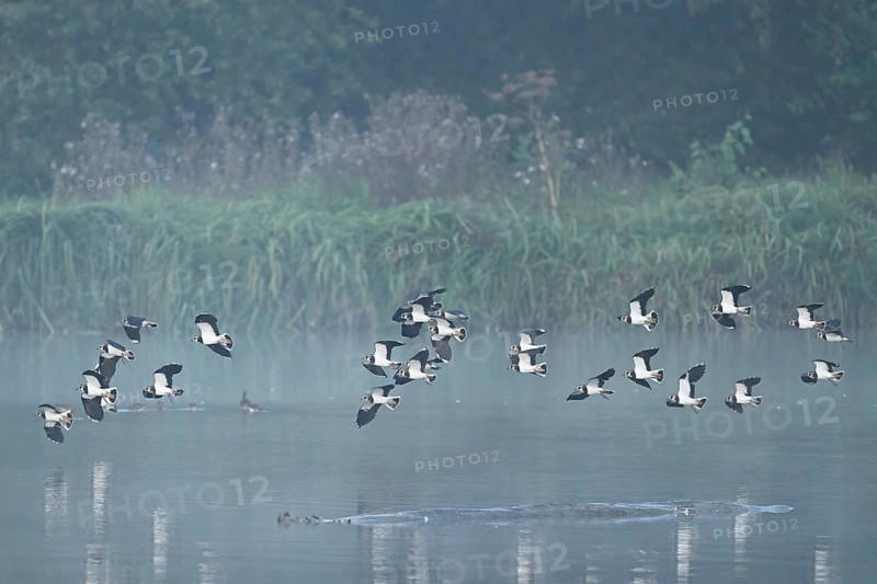 Lapwings (Vanellus vanellus), flying, flying over the Flachsee, nature reserve Reusstal, Rottenschwil, Canton Argau, Switzerland