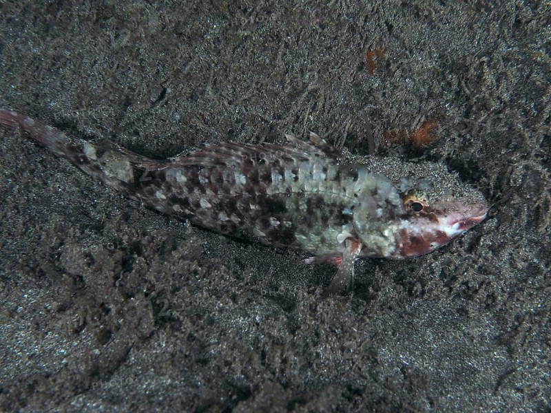 A well camouflaged Mediterranean parrotfish (Sparisoma cretense) resting on the sandy seabed at night, Playa dive site, Los Cristianos, Tenerife, Canary Islands, Spain