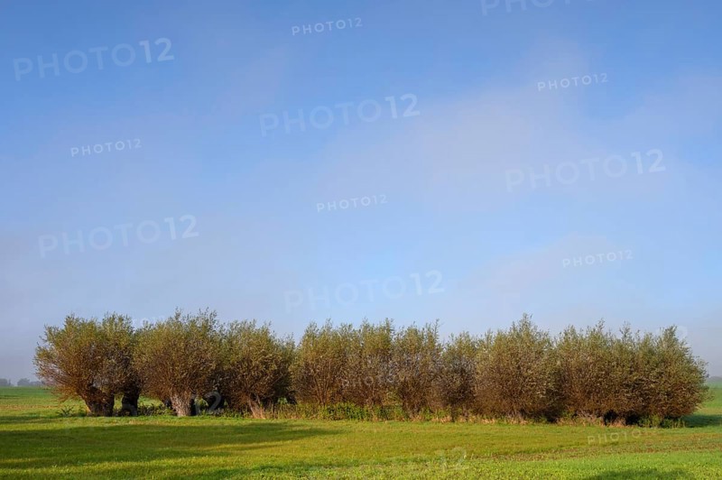 A body of water surrounded by willows (Salix viminalis), formed by dead ice, Othenstorf, Mecklenburg-Vorpommern, Germany