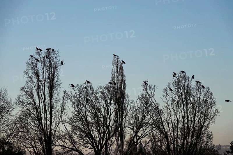 Corvids on a group of trees, winter, Germany