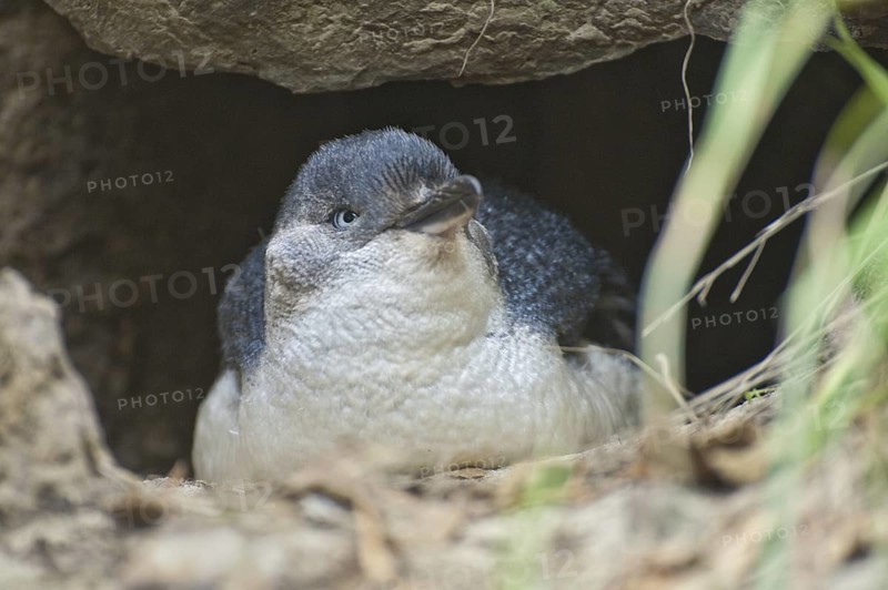 Little Penguin (Eudyptula minor), New Zealand