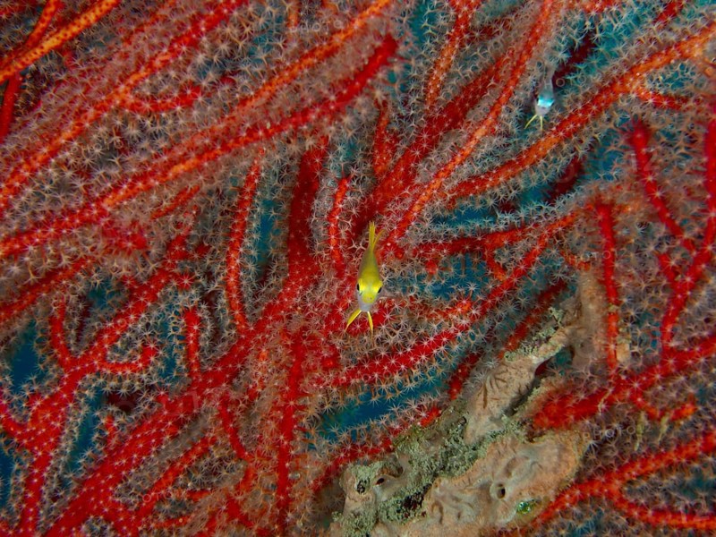 Red coral with a small yellow fish, Golden damselfish (Amblyglyphidodon aureus) juvenile, dive site Sweet Reef, Penyapangan, Bali, Indonesia