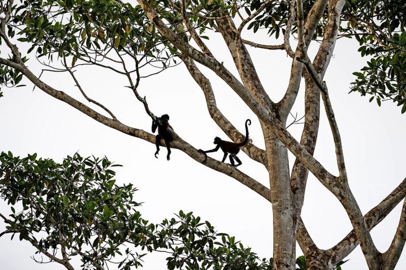 Geoffroy's spider monkey (Ateles geoffroyi), two monkeys in a tree, Sirena, Corcovado National Park, Osa, Puntarena Province, Costa Rica
