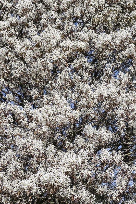 Copper rock pear (Amelanchier lamarckii), Emsland, Lower Saxony, Germany