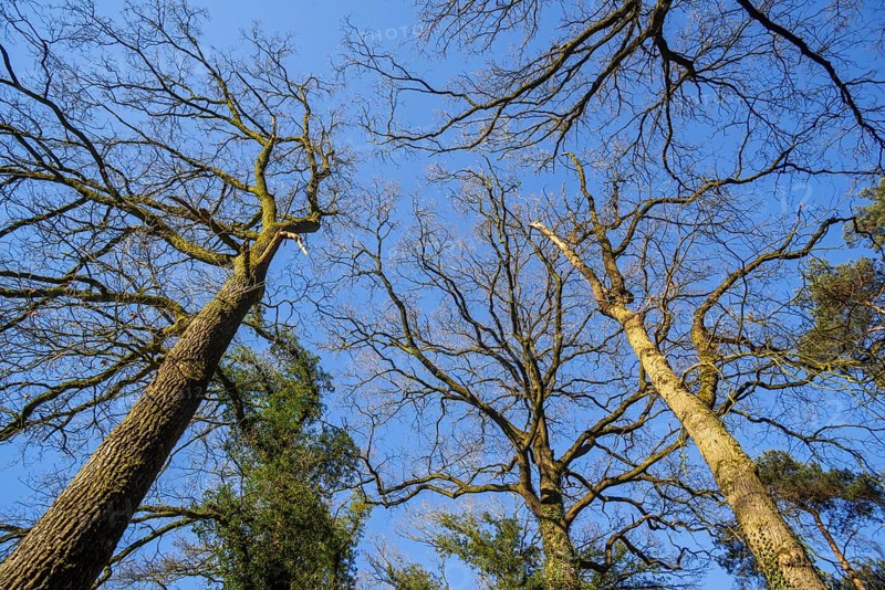 Common oak, pedunculate oak, English oak (Quercus robur) tree trunks covered with creeping common ivy, European ivy (Hedera helix) in early spring